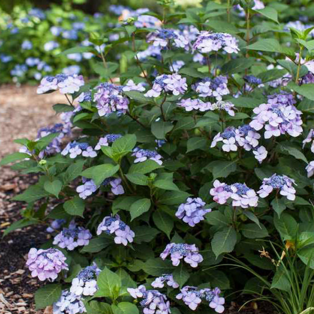 Hydrangea mac. Endless Summer® Twist-N-Shout® - Johnson Nursery