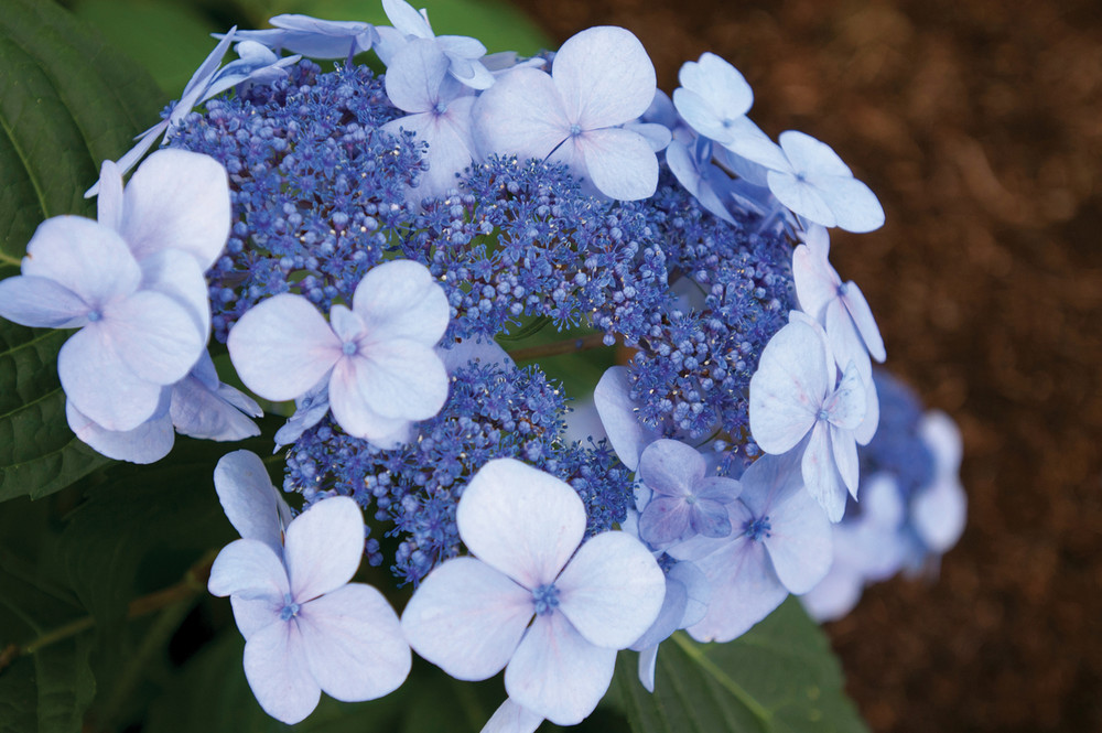 Hydrangea mac. Endless Summer® Twist-N-Shout® - Johnson Nursery