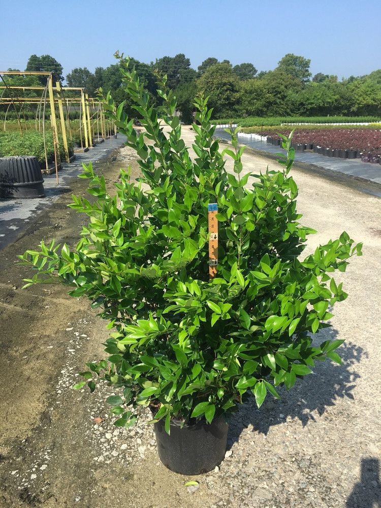 japanese ligustrum tree