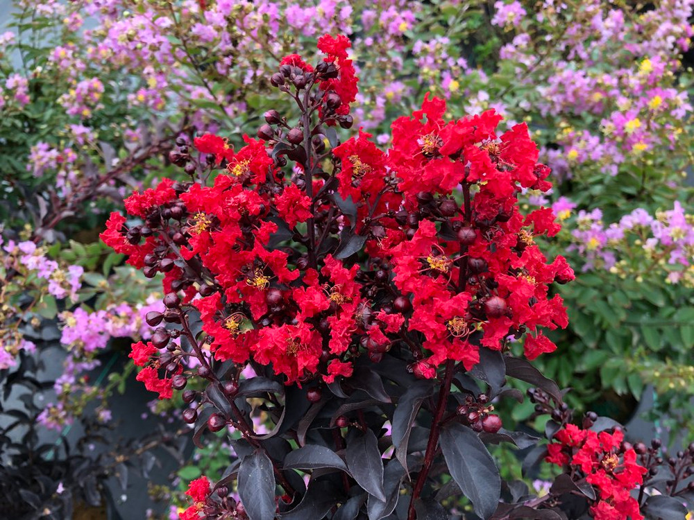 Lagerstroemia Center Stage™ Red (Crape Myrtle)