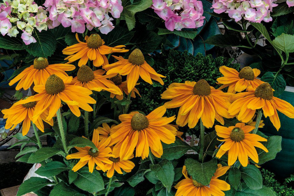 Rudbeckia Amarillo Gold - Johnson Nursery Corporation