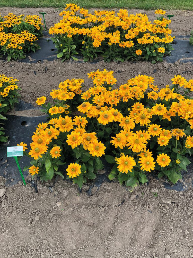 Rudbeckia Amarillo Gold - Johnson Nursery Corporation