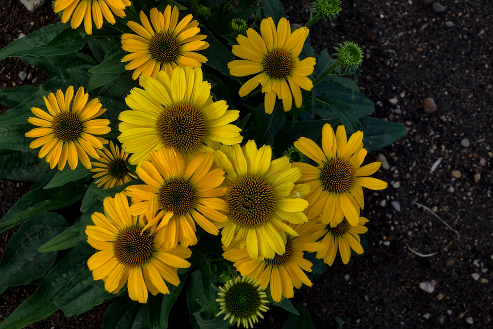 Echinacea Color Coded® 'Yellow My Darling' (Coneflower)