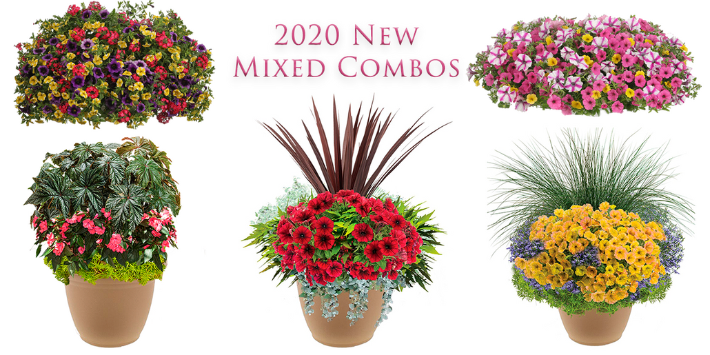 Brand New Mixed Combinations For 2020!