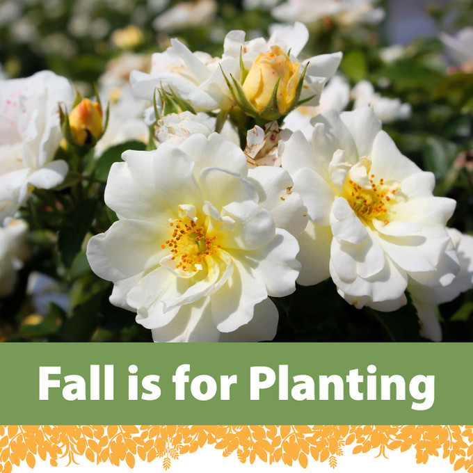 Fall is for Planting