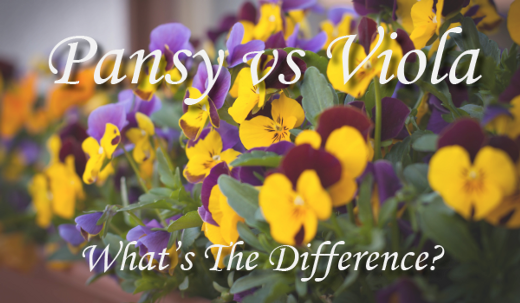 Pansy vs Viola - What's The Difference?