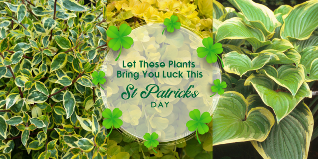  We Can't Offer Your A Four-Leaf Clover, But Maybe These Beautiful Plants Will Bring You Luck This St Patrick's Day!