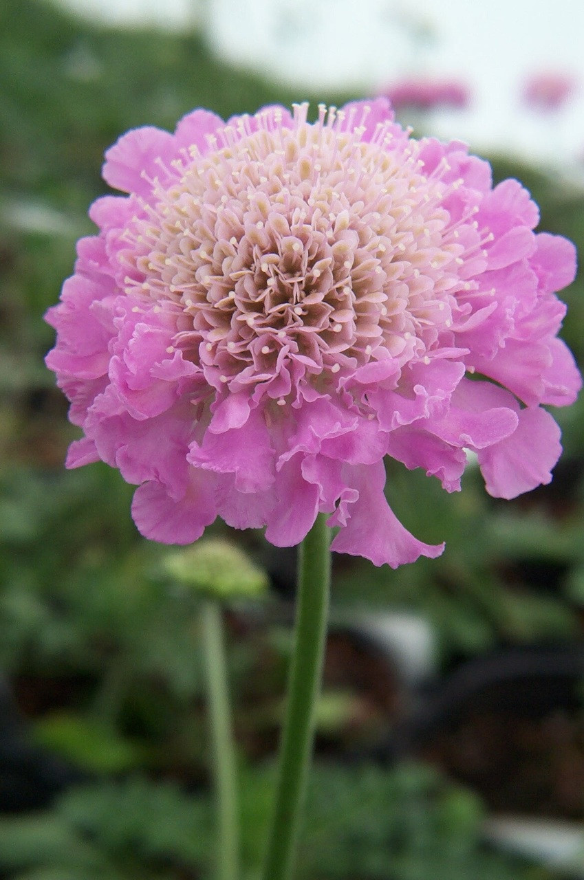 Scabiosa 'Pink Mist' (Pincushion Flower)