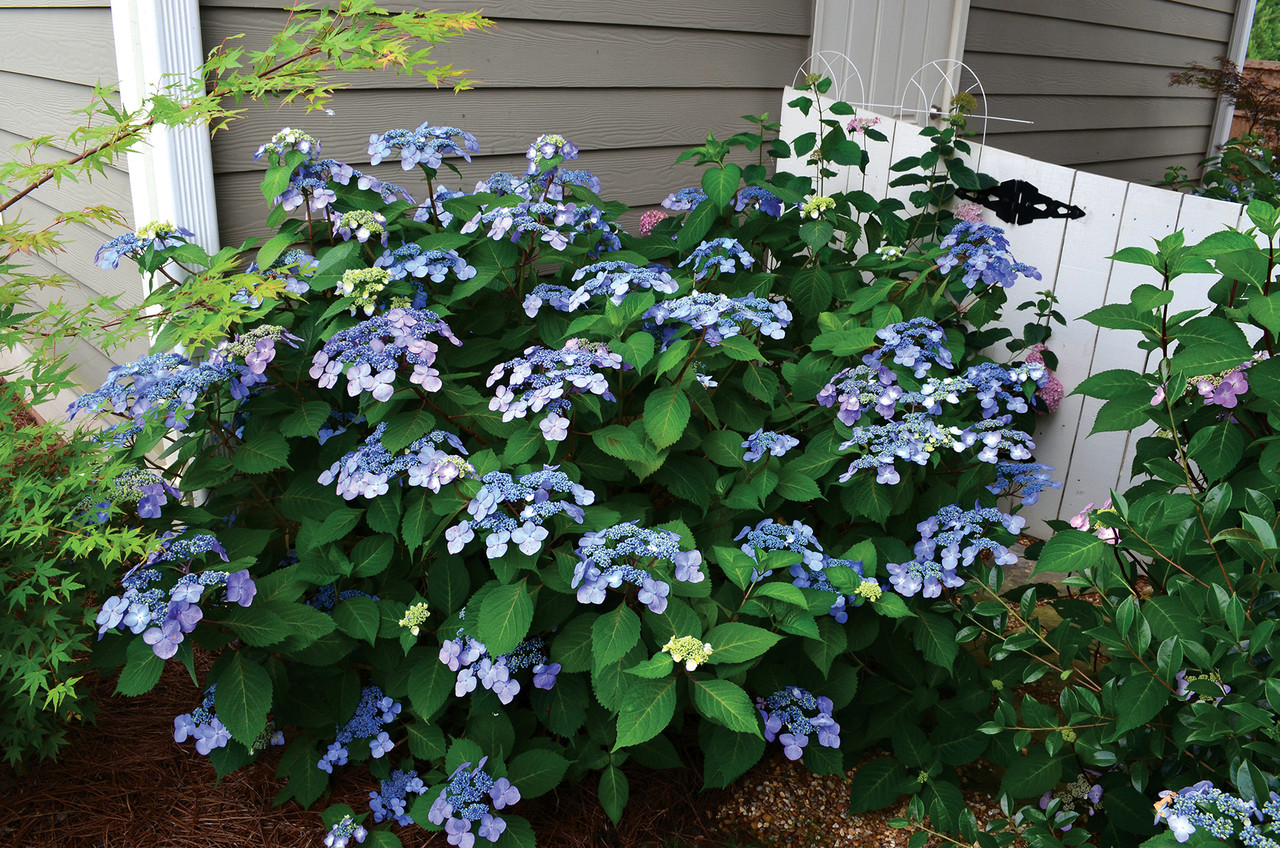 Hydrangea mac. Endless Summer® Twist-N-Shout® - Johnson Nursery Corporation