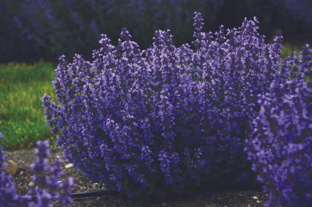 Cat's Pajamas Catmint, Johnson's Nursery