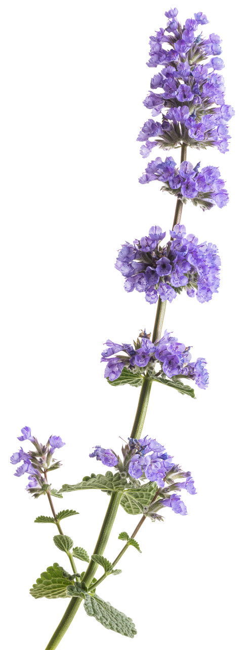 Cat's Pajamas Catmint, Johnson's Nursery