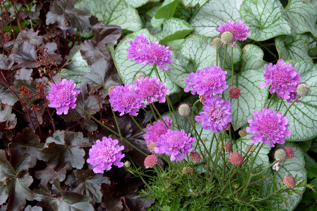 Scabiosa Pink Mist - Johnson Nursery Corporation