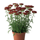 Achillea Desert Eve™ Red