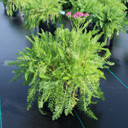 Achillea Tutti Frutti™ Pink Grapefruit