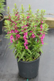 Angelonia Archangel™ Raspberry Improved (Summer Snapdragon)