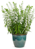 Angelonia Angelface® Super White (Summer Snapdragon)