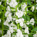 Angelonia Angelface® Super White (Summer Snapdragon)