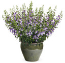 Angelonia Angelface® Wedgwood Blue (Summer Snapdragon)