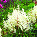 Astilbe Cappuccino