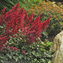 Astilbe Fanal