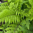 Athyrium Lady In Red