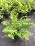 Athyrium Lady In Red