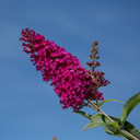 Buddleia Funky Fuchsia™