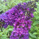 Buddleia Guinevere