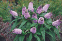 Buddleia Pugster® Amethyst