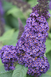 Buddleia Pugster Blue®