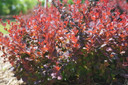 Berberis Sunjoy Mini Maroon®