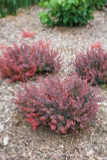 Berberis Sunjoy Mini Maroon®