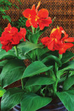 Canna South Pacific Scarlet