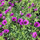 Calibrachoa Callie® Purple