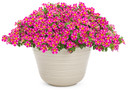 Calibrachoa Superbells® Rising Star™