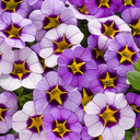 Calibrachoa Superbells® Evening Star™