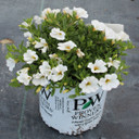 Calibrachoa Superbells® White