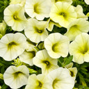 Calibrachoa Superbells® Yellow Chiffon™