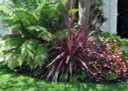 Cordyline Electric Pink (False Dracaena)