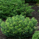 Cephalotaxus Duke Gardens