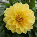 Dahlia Dalina® Grande Romero