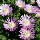 Delosperma Jewel of Desert Rosequartz