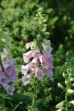 Digitalis Camelot Lavender (Foxglove)