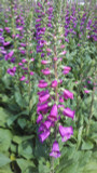 Digitalis Camelot Rose (Foxglove)