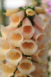 Digitalis Dalmatian Peach (Foxglove)