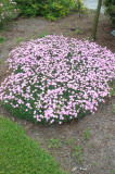 Dianthus Bath's Pink