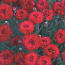 Dianthus Fruit Punch® Maraschino