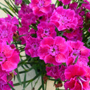 Dianthus Mountain Frost™ Rose Bouquet