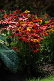 Echinacea Cheyenne Spirit (Coneflower)