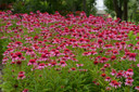 Echinacea Double Scoop™ Bubble Gum (Coneflower)